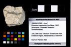 Foto (Objekt + Etikett) von Pithonoton marginatum (von Meyer, 1842)  (NHMW-GEO-1990-0041-2562)